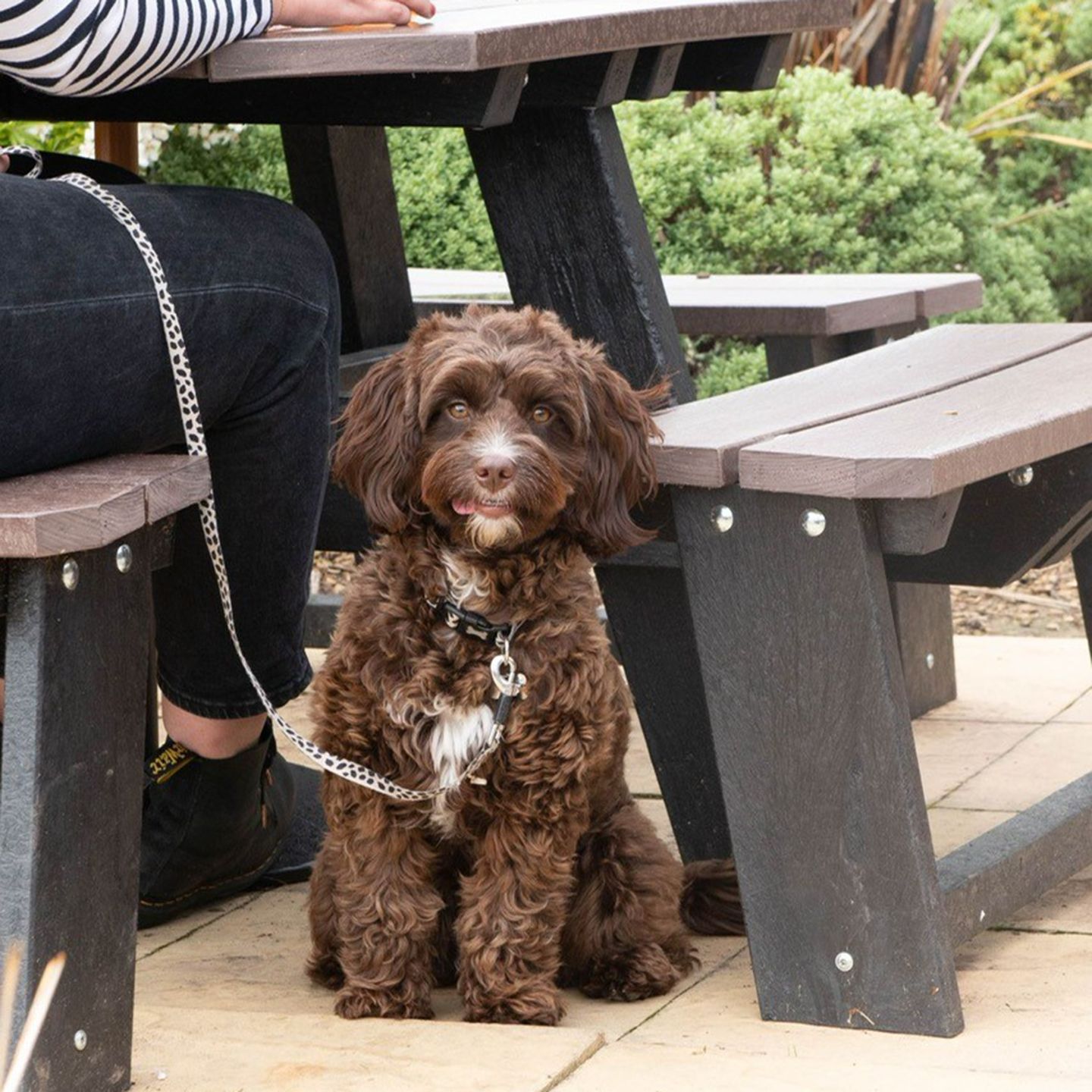 Your local dog friendly pub in Newbury